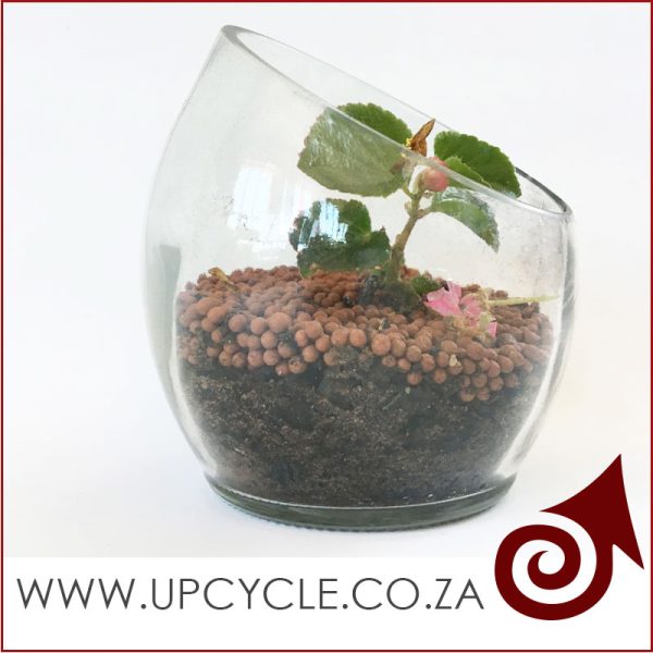Upcycle Clear Glass Planter - Image 3