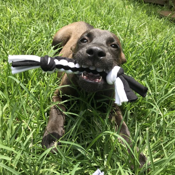 Upcycled T-Shirt Fabric Dog Chew Toys
